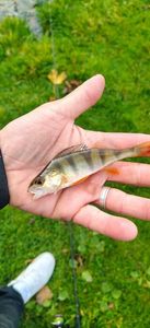 European Perch