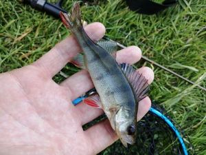 European Perch