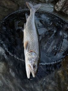 Lake Trout