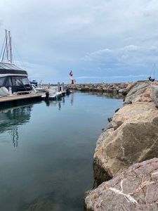 Gilthead Seabream