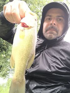 Largemouth Bass