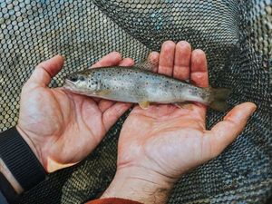 Brown Trout