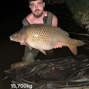 Common Carp