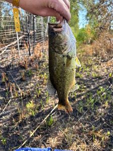Largemouth Bass