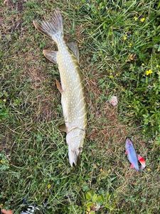 Northern Pike