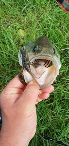 Largemouth Bass