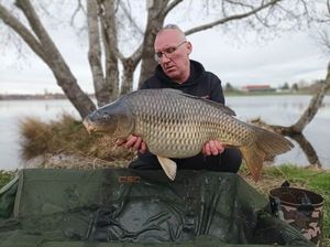 Common Carp