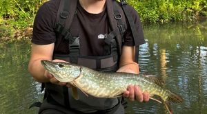 Northern Pike