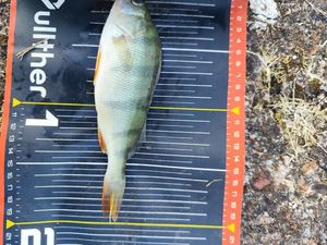 European Perch