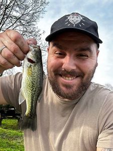 Largemouth Bass