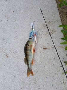 European Perch