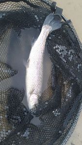 Rainbow Trout