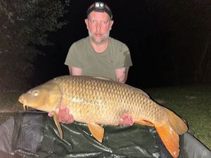 Common Carp