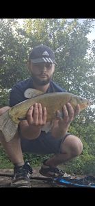Tench