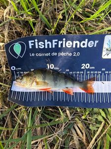 European Perch