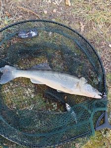 Zander