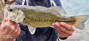 Largemouth Bass
