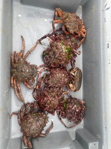 Common Spider Crab