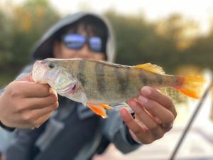European Perch