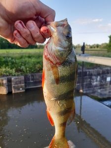 European Perch