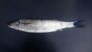 Flathead Grey Mullet