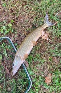 Northern Pike
