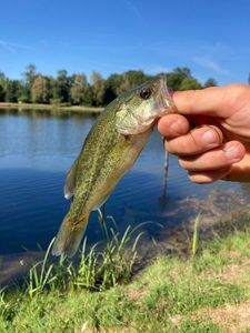 Largemouth Bass