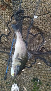 European Bass (Seabass)
