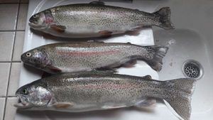 Rainbow Trout