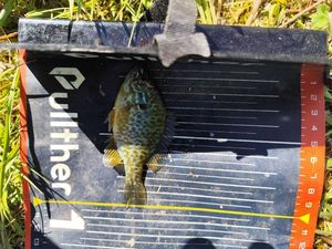 Green Sunfish