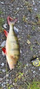 European Perch