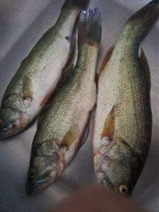 Largemouth Bass