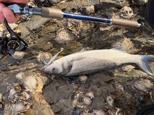 European Bass (Seabass)