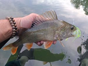 European Perch