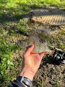 Yellow Perch