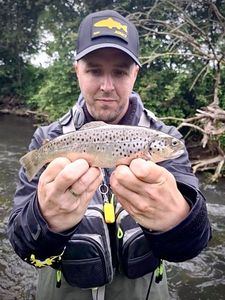 Brown Trout