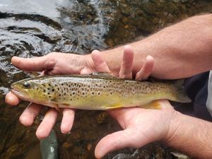 Brown Trout