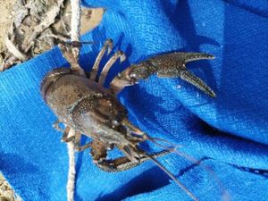 White-Clawed Crayfish