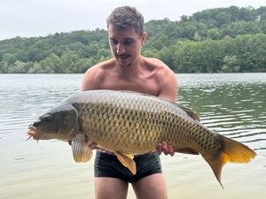 Common Carp