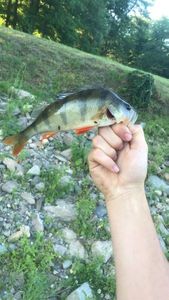 European Perch