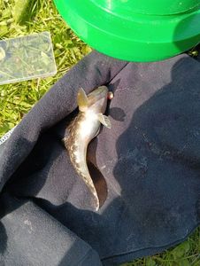 Common Goby