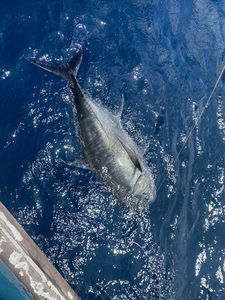 Giant Trevally (GT)