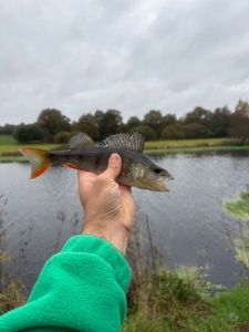 European Perch