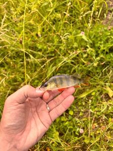 European Perch