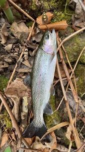 Rainbow Trout