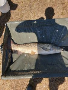 Grass Carp