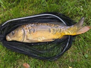 Mirror Carp