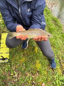 Brown Trout