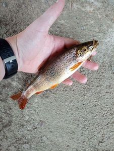 Brown Trout