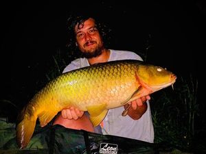 Common Carp